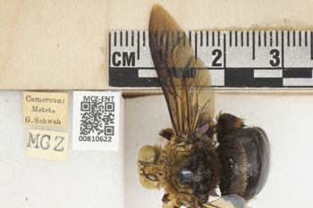 Media type: image;   Entomology 810622 Aspect: labels